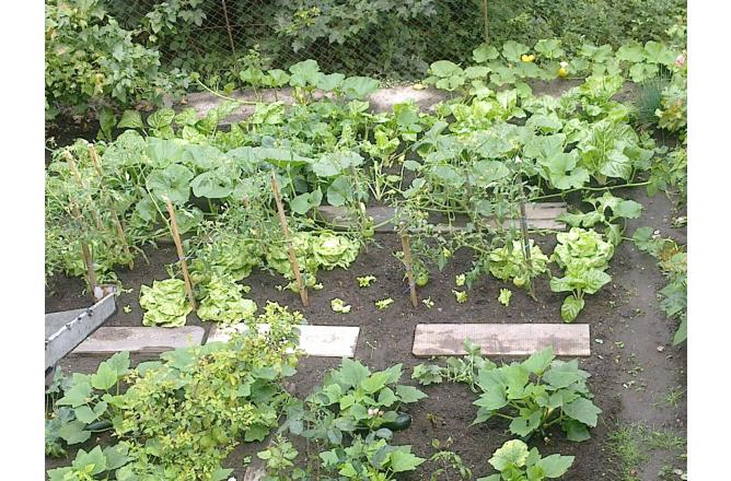 MAISON HABITABLE TROIS CHAMBRES , PETIT JARDIN ATTENANT . - J